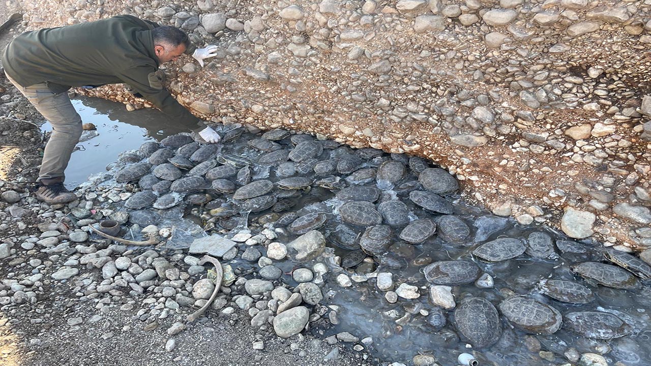 Foto - Dere yatağında can pazarı! 316 tanesi kurtarıldı