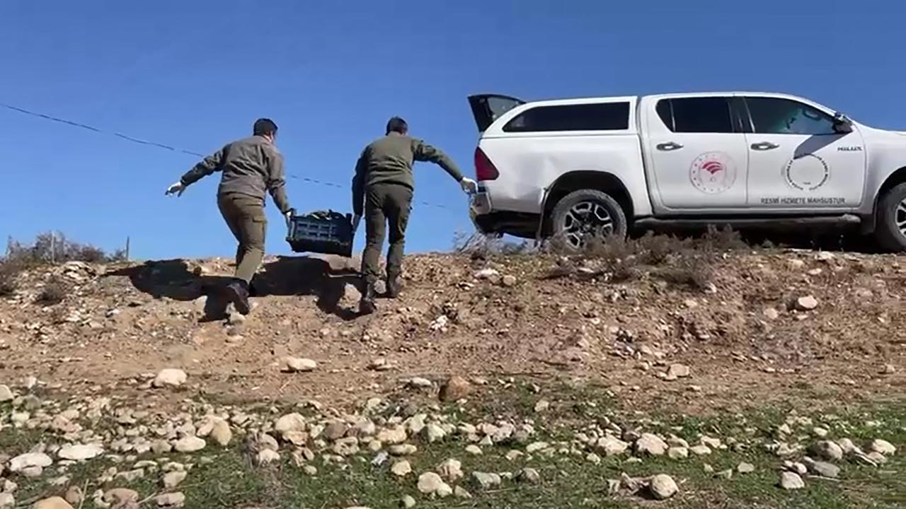 Foto - Dere yatağında can pazarı! 316 tanesi kurtarıldı