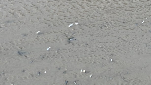 Foto - Derede tedirgin eden görüntü! Yetkililer harekete geçti