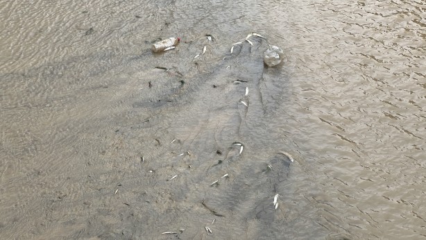 Foto - Derede tedirgin eden görüntü! Yetkililer harekete geçti
