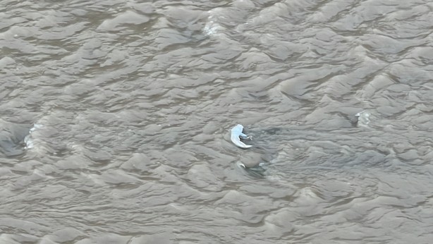 Foto - Derede tedirgin eden görüntü! Yetkililer harekete geçti