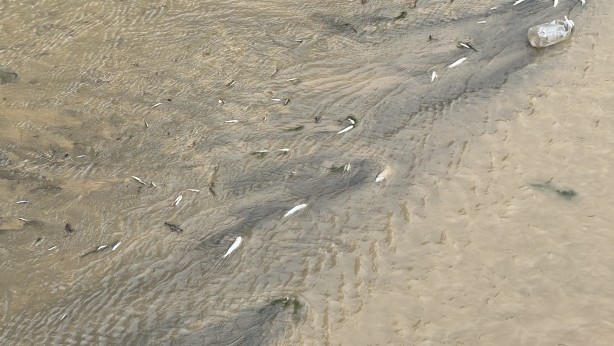 Derede tedirgin eden görüntü! Yetkililer harekete geçti