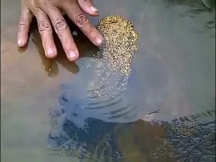 Foto - Dereden haftada 13 gram altın topluyor