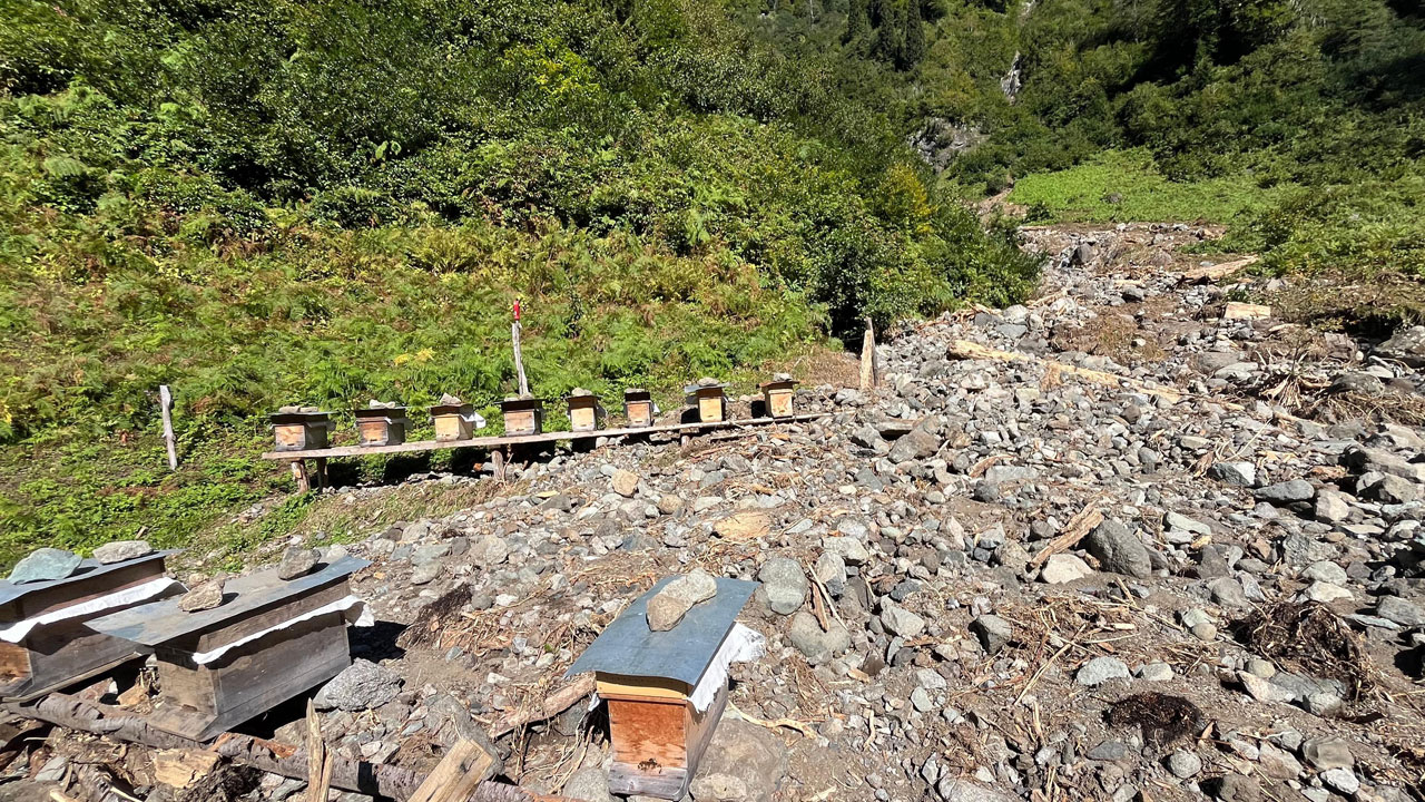Derenin yönü değişti! Artvin’de sel arıcıları da vurdu