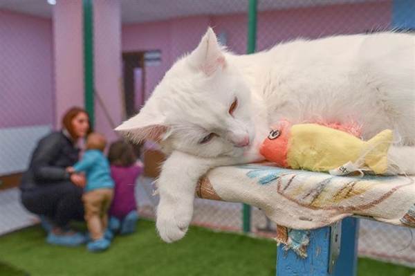 Foto - Derilerinin altına çip yerleştirilecek