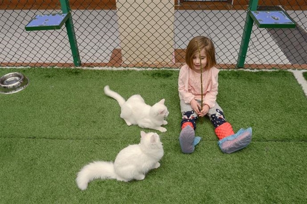 Foto - Derilerinin altına çip yerleştirilecek