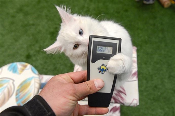 Foto - Derilerinin altına çip yerleştirilecek