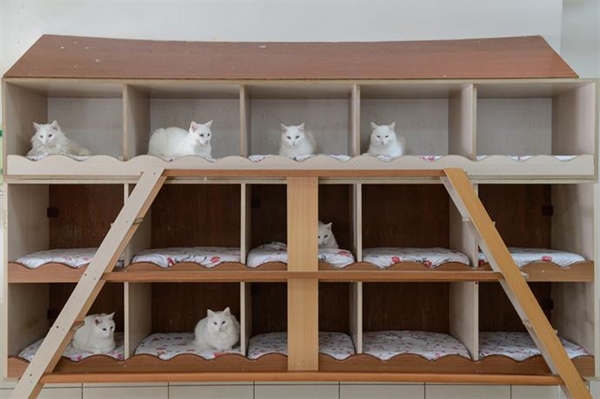 Foto - Derilerinin altına çip yerleştirilecek