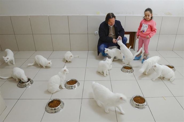 Foto - Derilerinin altına çip yerleştirilecek