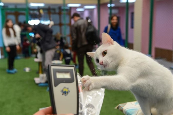 Foto - Derilerinin altına çip yerleştirilecek