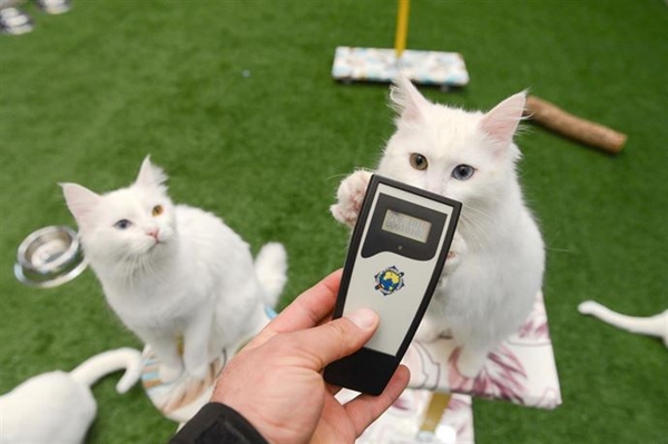 Foto - Derilerinin altına çip yerleştirilecek