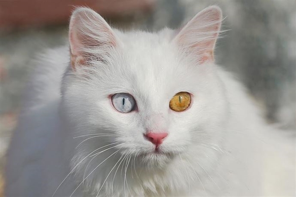 Foto - Derilerinin altına çip yerleştirilecek