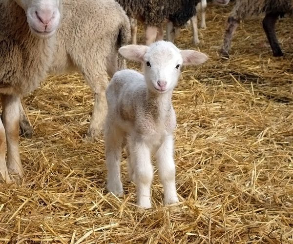 Foto - Derin anlamları var... İşte çok az bilinen 24 Türk atasözü