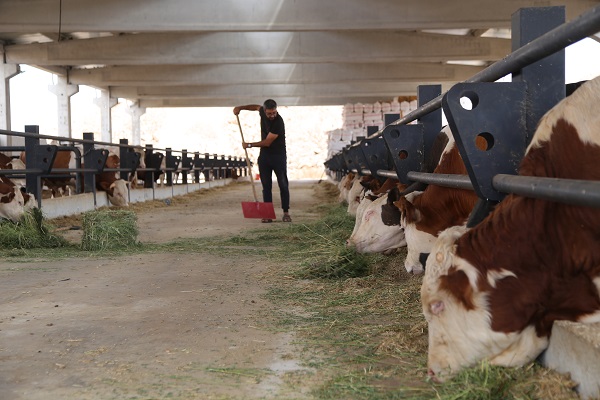 Foto - Destek aldı tesis kurdu! Hayalleri için yurt dışından Şanlıurfa'ya döndü