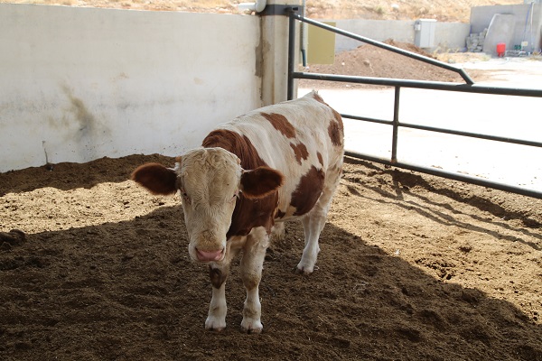 Foto - Destek aldı tesis kurdu! Hayalleri için yurt dışından Şanlıurfa'ya döndü