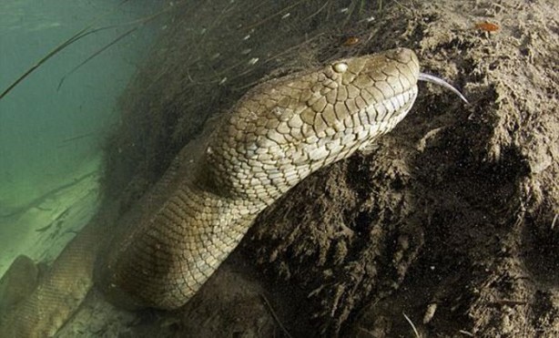 Foto - Dev Anakondayı böyle görüntüledi