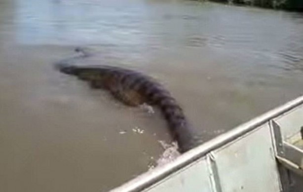 Foto - Dev Anakondayı böyle görüntüledi