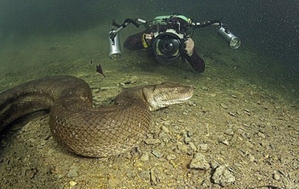 Foto - Dev Anakondayı böyle görüntüledi