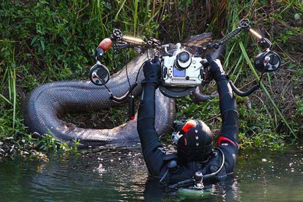 Foto - Dev Anakondayı böyle görüntüledi