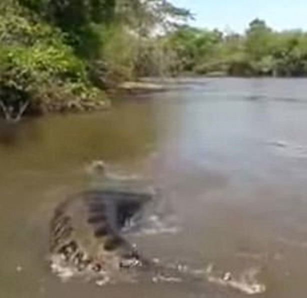 Foto - Dev Anakondayı böyle görüntüledi