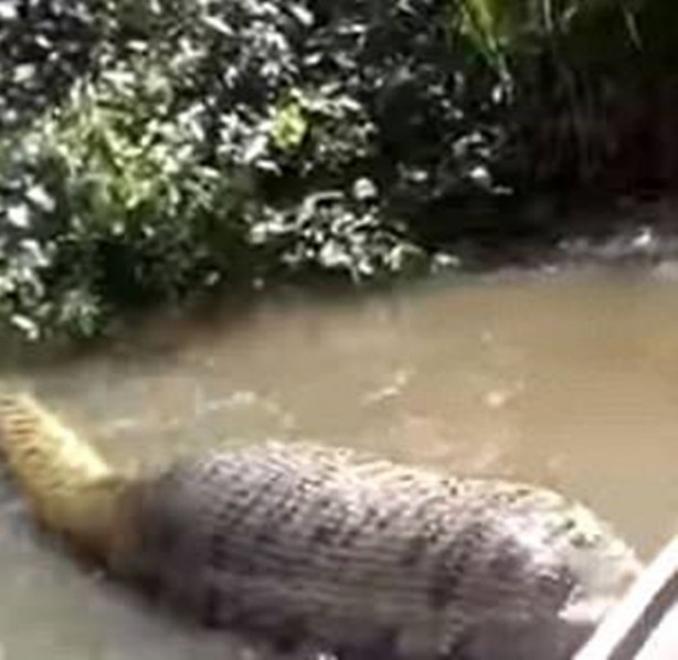 Foto - Dev Anakondayı böyle görüntüledi