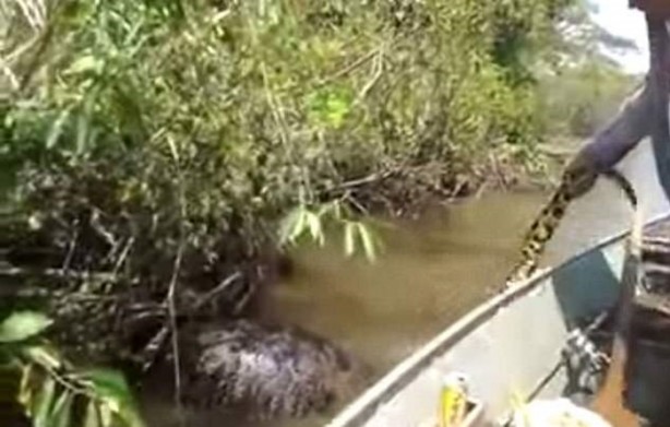 Foto - Dev Anakondayı böyle görüntüledi