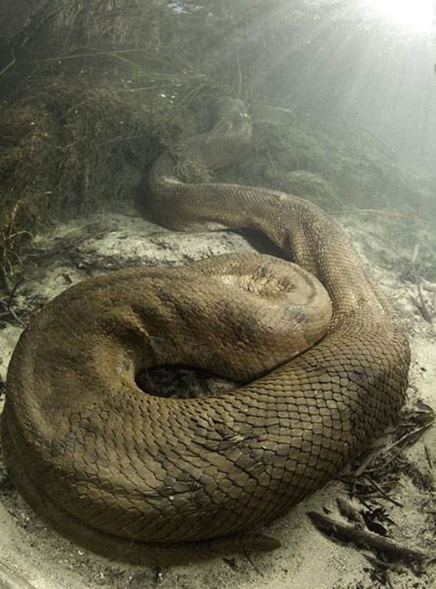 Foto - Dev Anakondayı böyle görüntüledi