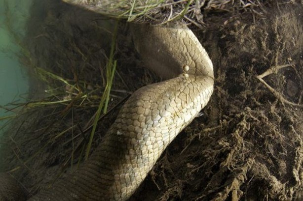 Foto - Dev Anakondayı böyle görüntüledi
