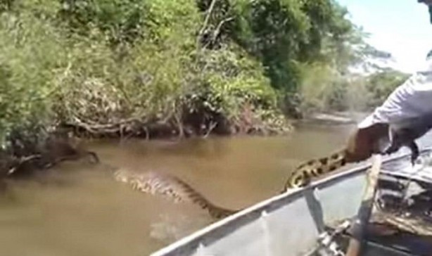 Foto - Dev Anakondayı böyle görüntüledi