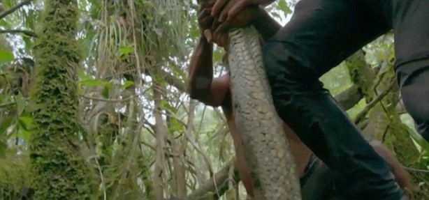 Foto - Dev Anakondayı böyle görüntüledi