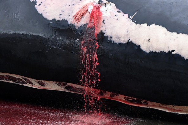 Foto - Dev balina avcılığı 4 yıl sonra başladı