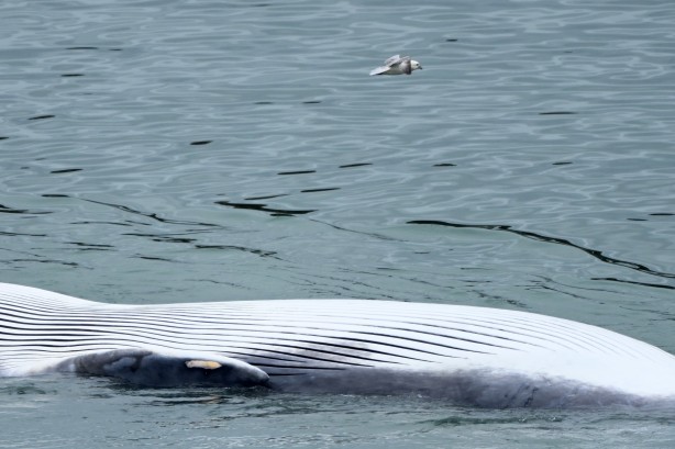 Foto - Dev balina avcılığı 4 yıl sonra başladı
