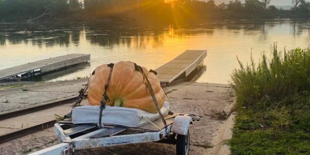 Dev balkabağına bindi! Nehirde 61 kilometre kürek çekti
