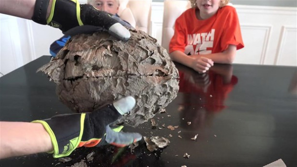 Foto - Dev eşek arısı kovanını ikiye böldüler!