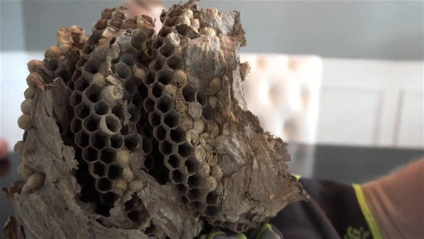 Foto - Dev eşek arısı kovanını ikiye böldüler!