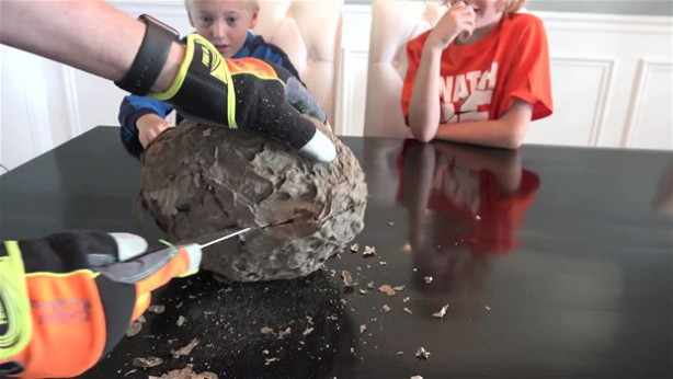 Foto - Dev eşek arısı kovanını ikiye böldüler!