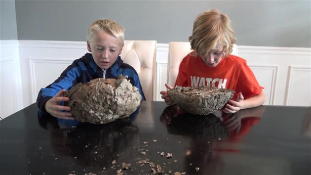 Foto - Dev eşek arısı kovanını ikiye böldüler!