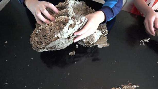 Foto - Dev eşek arısı kovanını ikiye böldüler!