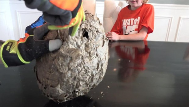 Foto - Dev eşek arısı kovanını ikiye böldüler!