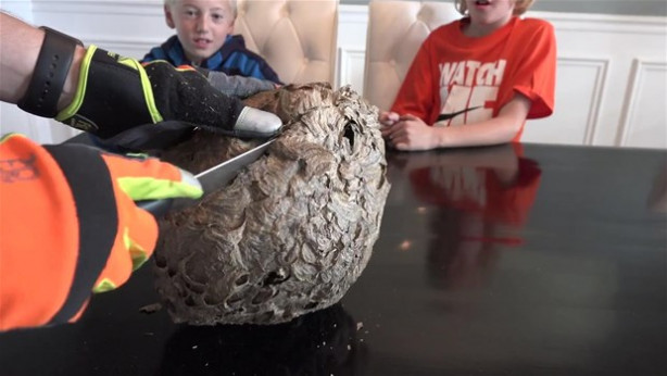 Foto - Dev eşek arısı kovanını ikiye böldüler!