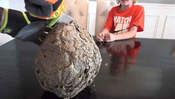 Foto - Dev eşek arısı kovanını ikiye böldüler!