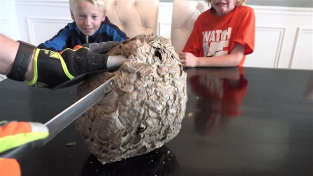 Foto - Dev eşek arısı kovanını ikiye böldüler!