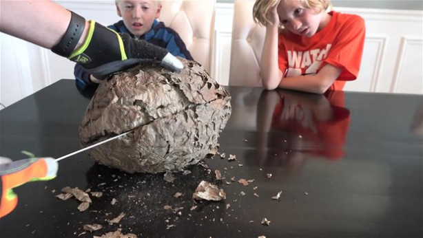 Foto - Dev eşek arısı kovanını ikiye böldüler!