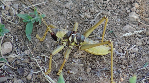 Foto - Dev etçil çekirge kabusu! İş yerine geldiğinde hayatının şokunu yaşadı