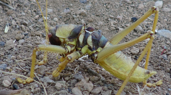 Foto - Dev etçil çekirge kabusu! İş yerine geldiğinde hayatının şokunu yaşadı