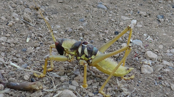 Foto - Dev etçil çekirge kabusu! İş yerine geldiğinde hayatının şokunu yaşadı