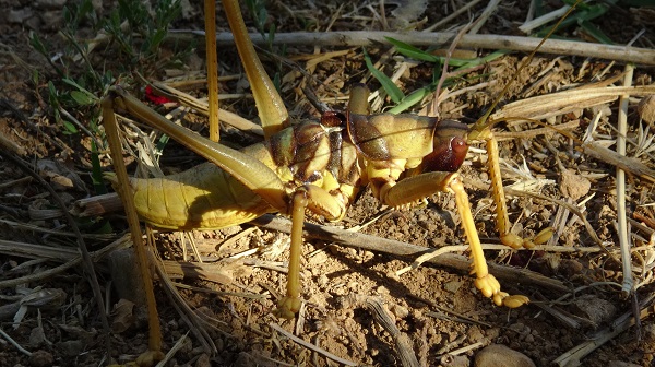 Dev etçil çekirge kabusu! İş yerine geldiğinde hayatının şokunu yaşadı