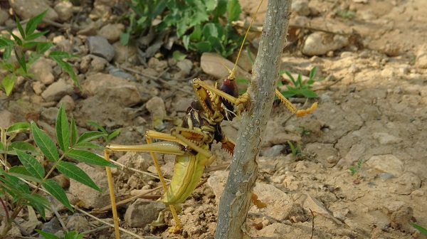 Foto - Dev etçil çekirge kabusu! İş yerine geldiğinde hayatının şokunu yaşadı