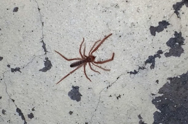 Foto - Dev etçil örümcek paniğe neden oldu!