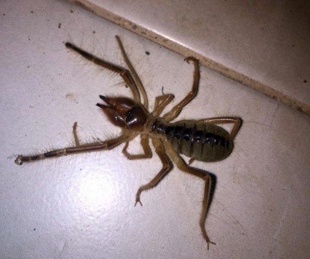 Foto - Dev etçil örümcek paniğe neden oldu!